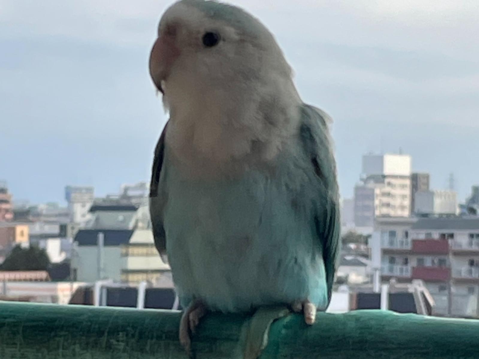 保護された鳥 保護された鳥