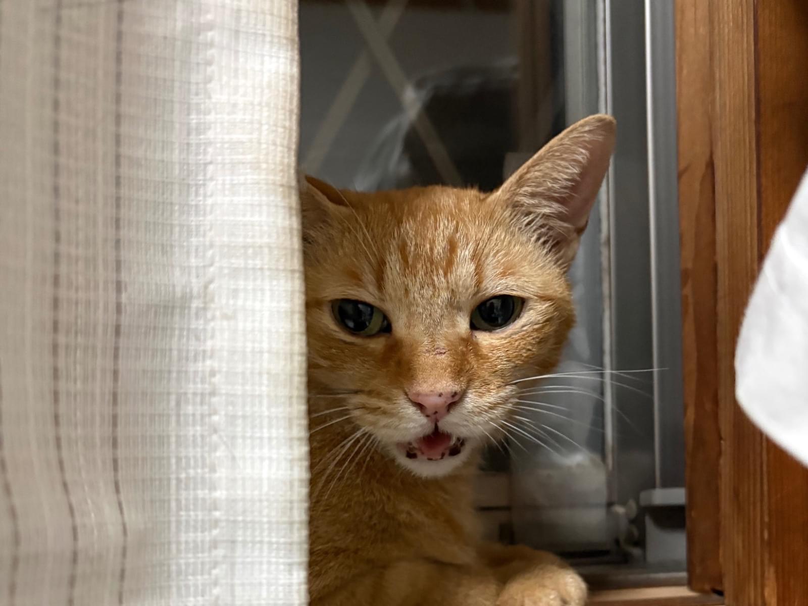 保護された猫 保護された猫