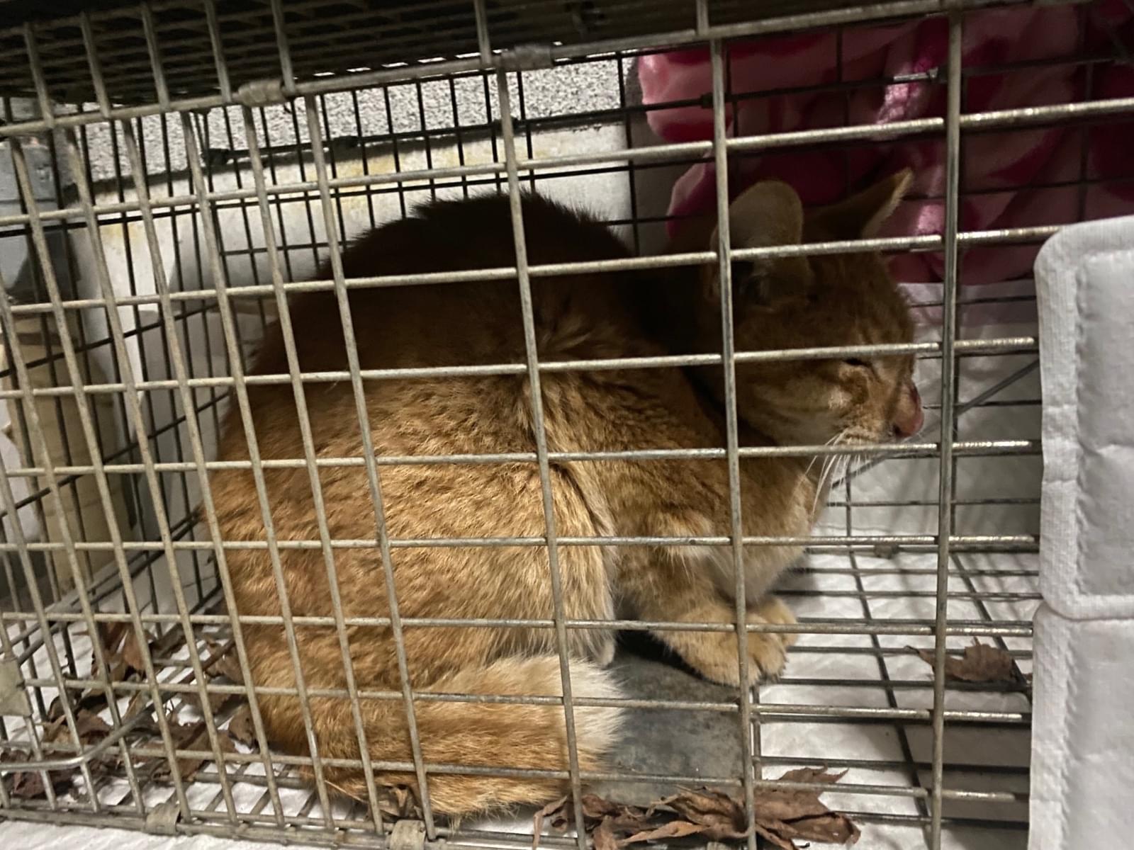 保護された猫 保護された猫