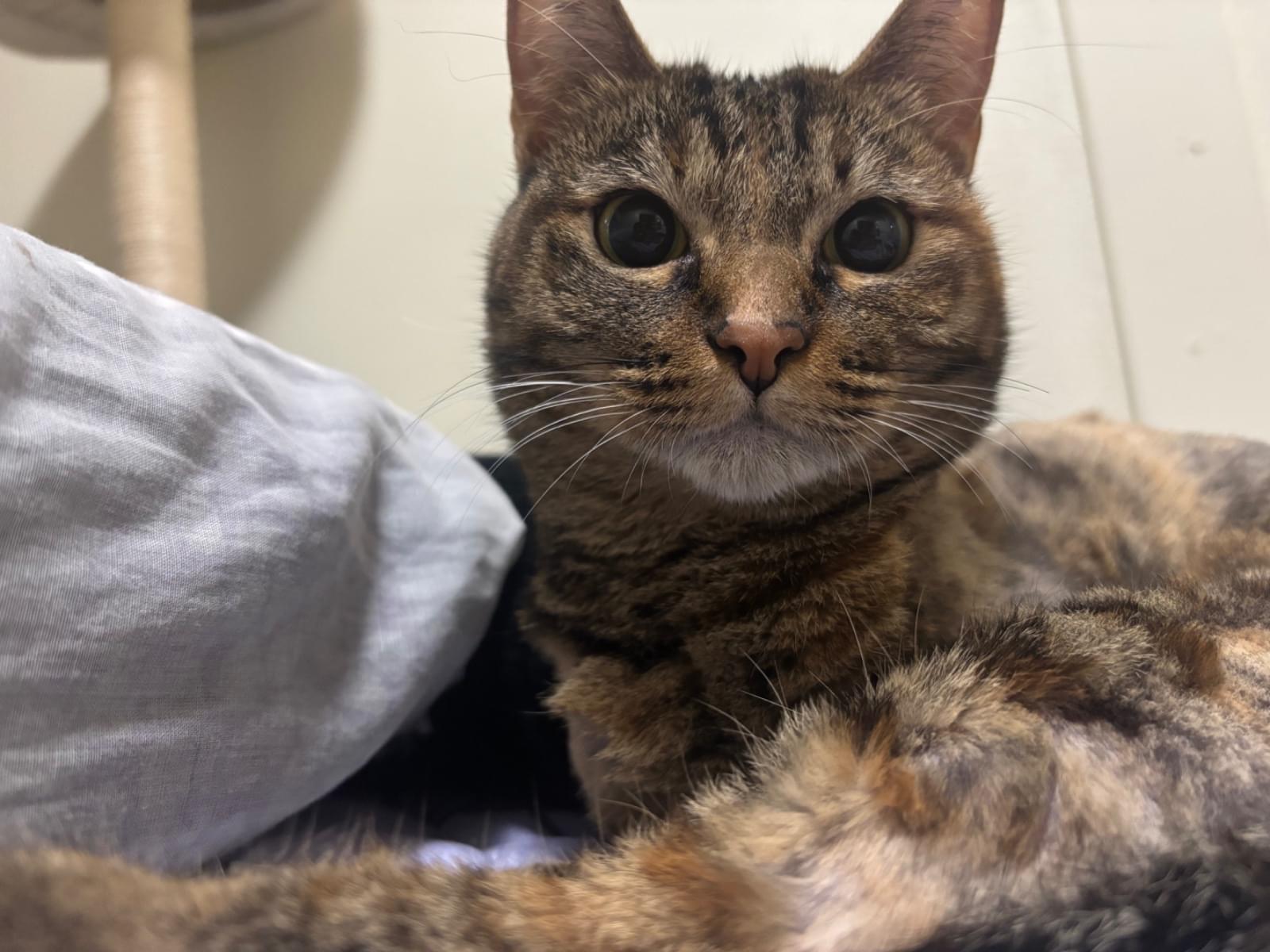 シェリーちゃん