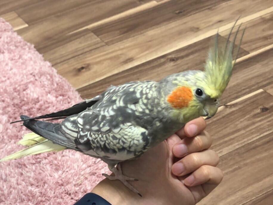 あんずちゃん あんずちゃん