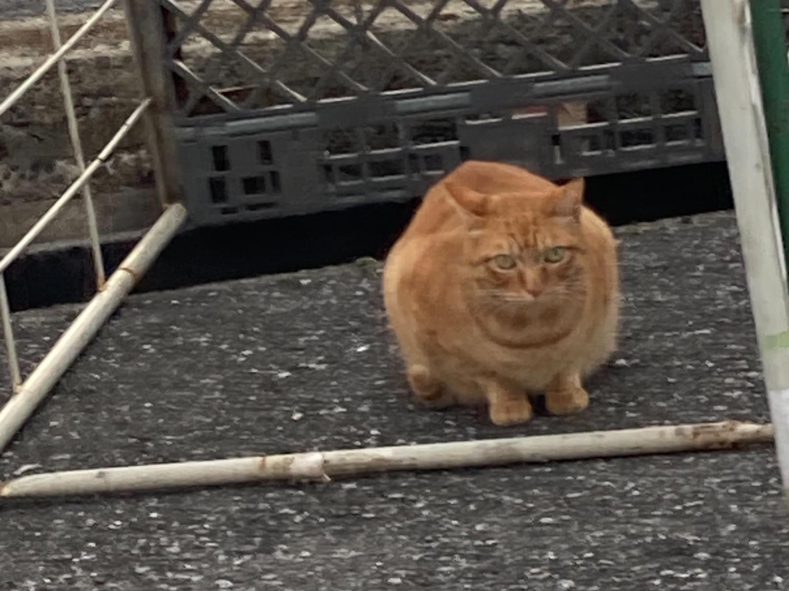 目撃された猫 目撃された猫