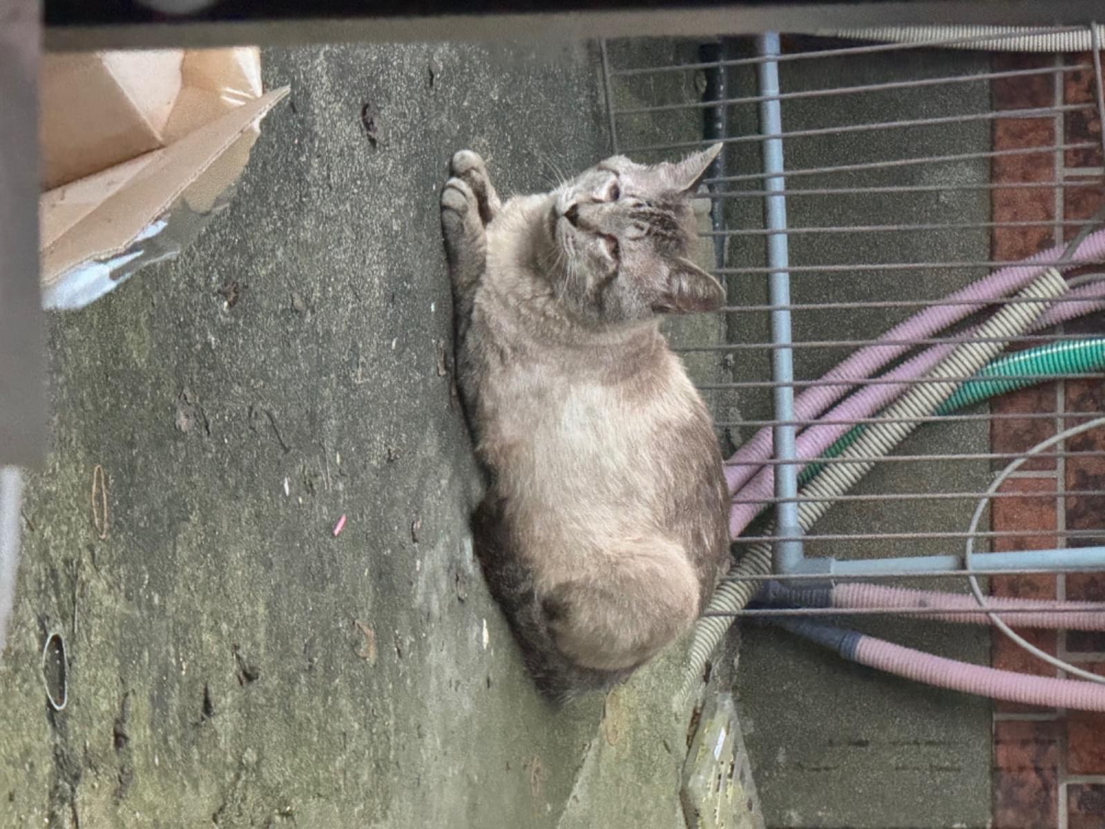 ステオくんちゃん ステオくんちゃん