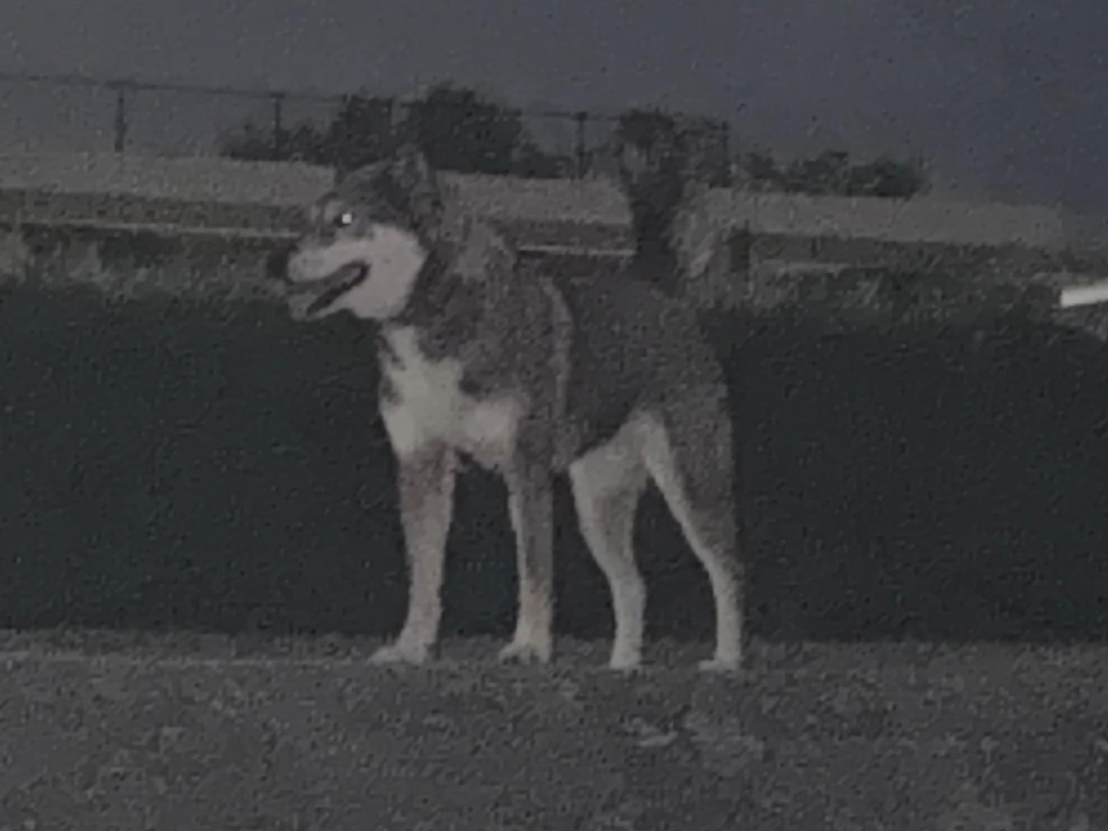目撃された犬 目撃された犬