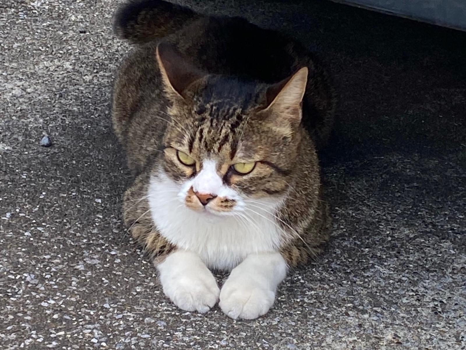目撃された猫 目撃された猫
