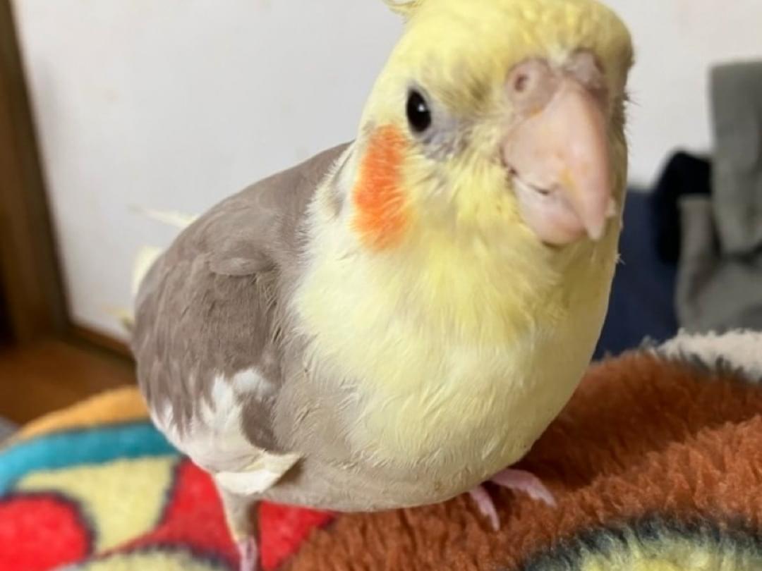 ピヨちゃん