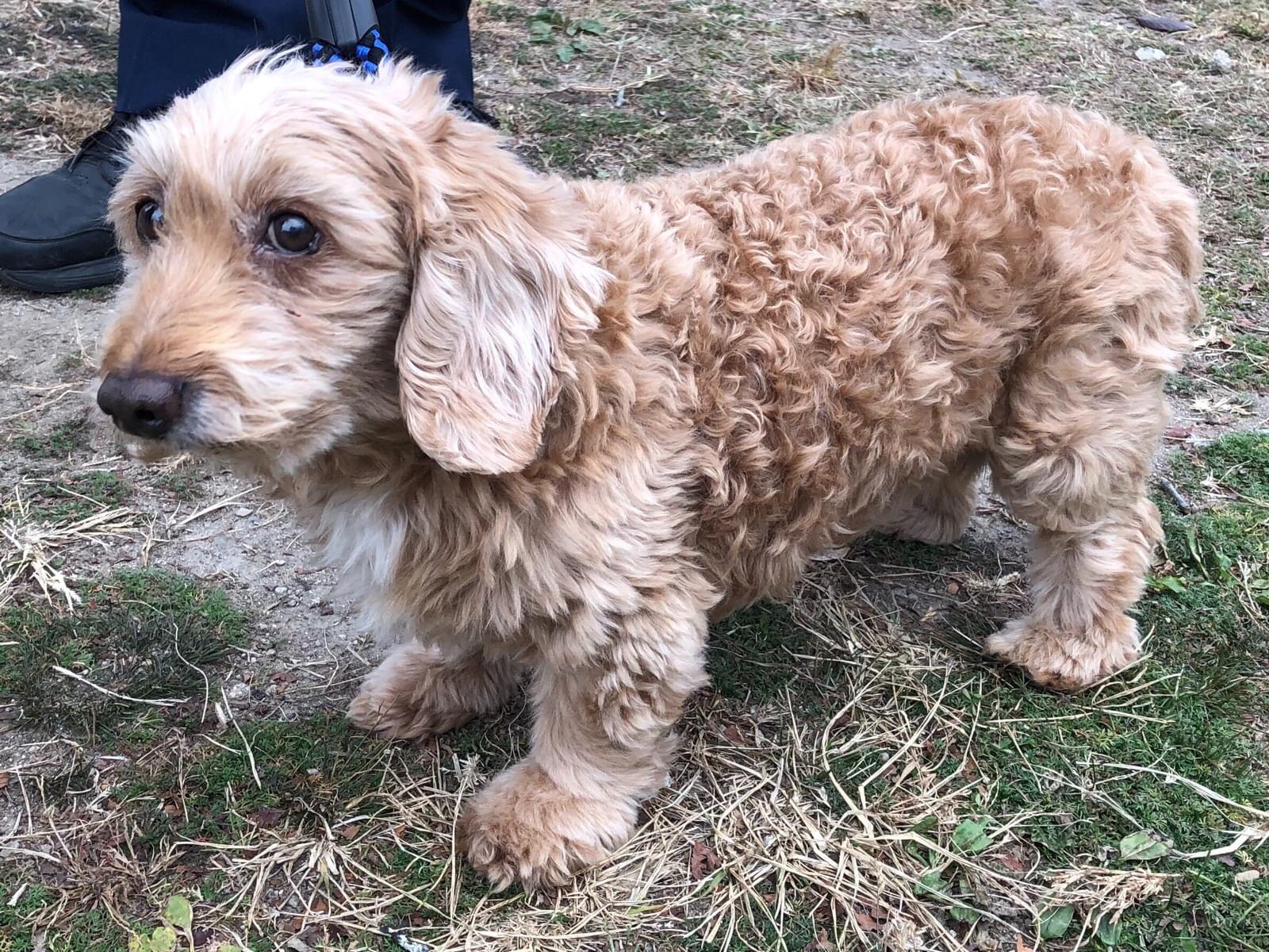 保護された犬 保護された犬
