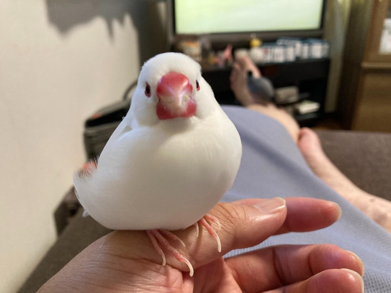 ピピちゃん ピピちゃん