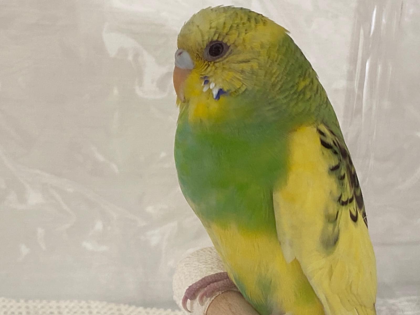 保護された鳥 保護された鳥