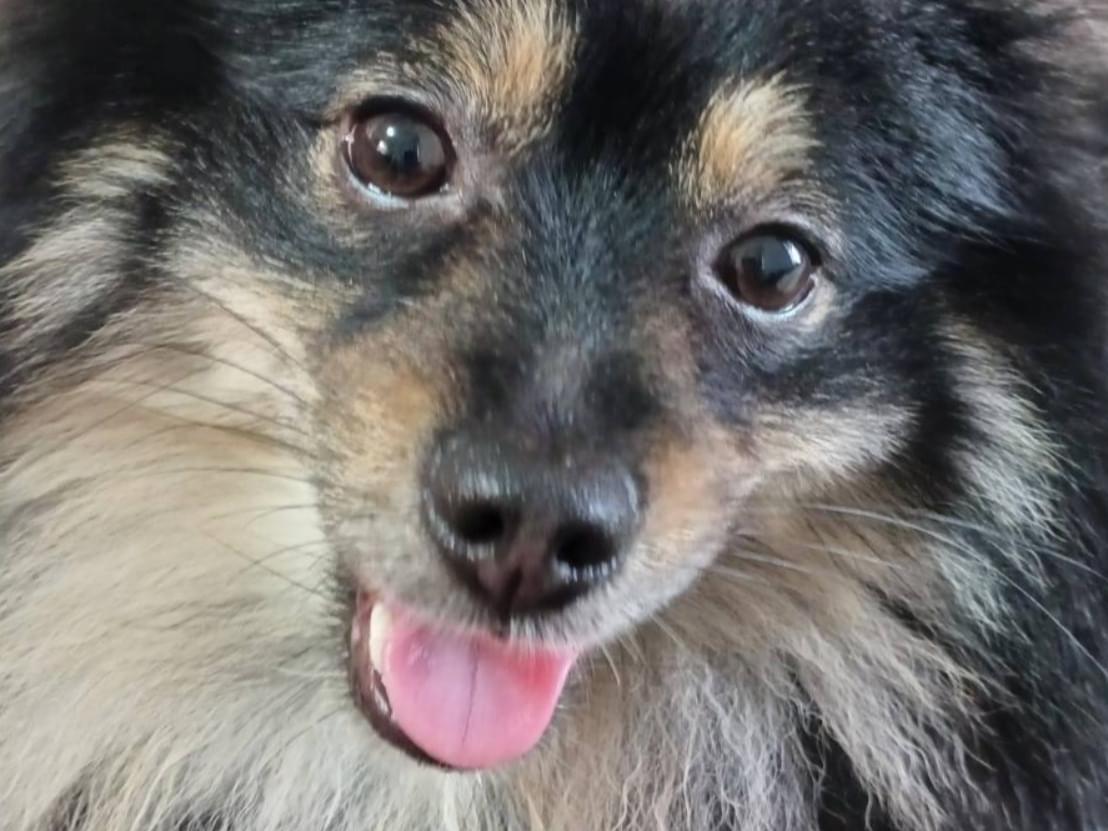 クロちゃん クロちゃん