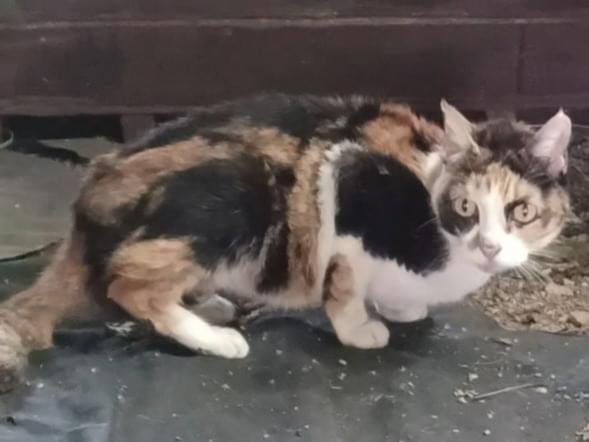 保護された猫 保護された猫