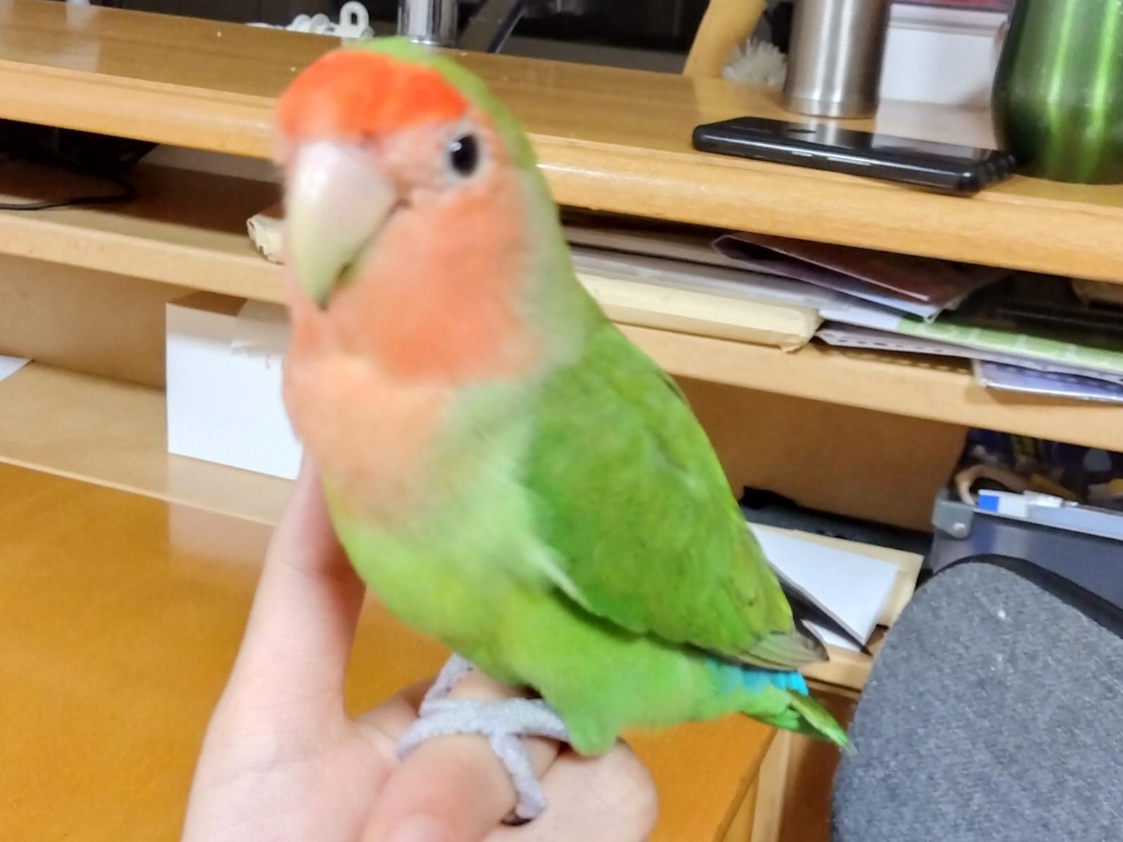 さくらちゃん さくらちゃん