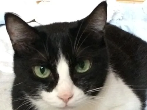 にゃん牙 (白黒ハチワレtype) 白黒ハチワレの猫 エンちゃん | 京都市のキャットシッターNear