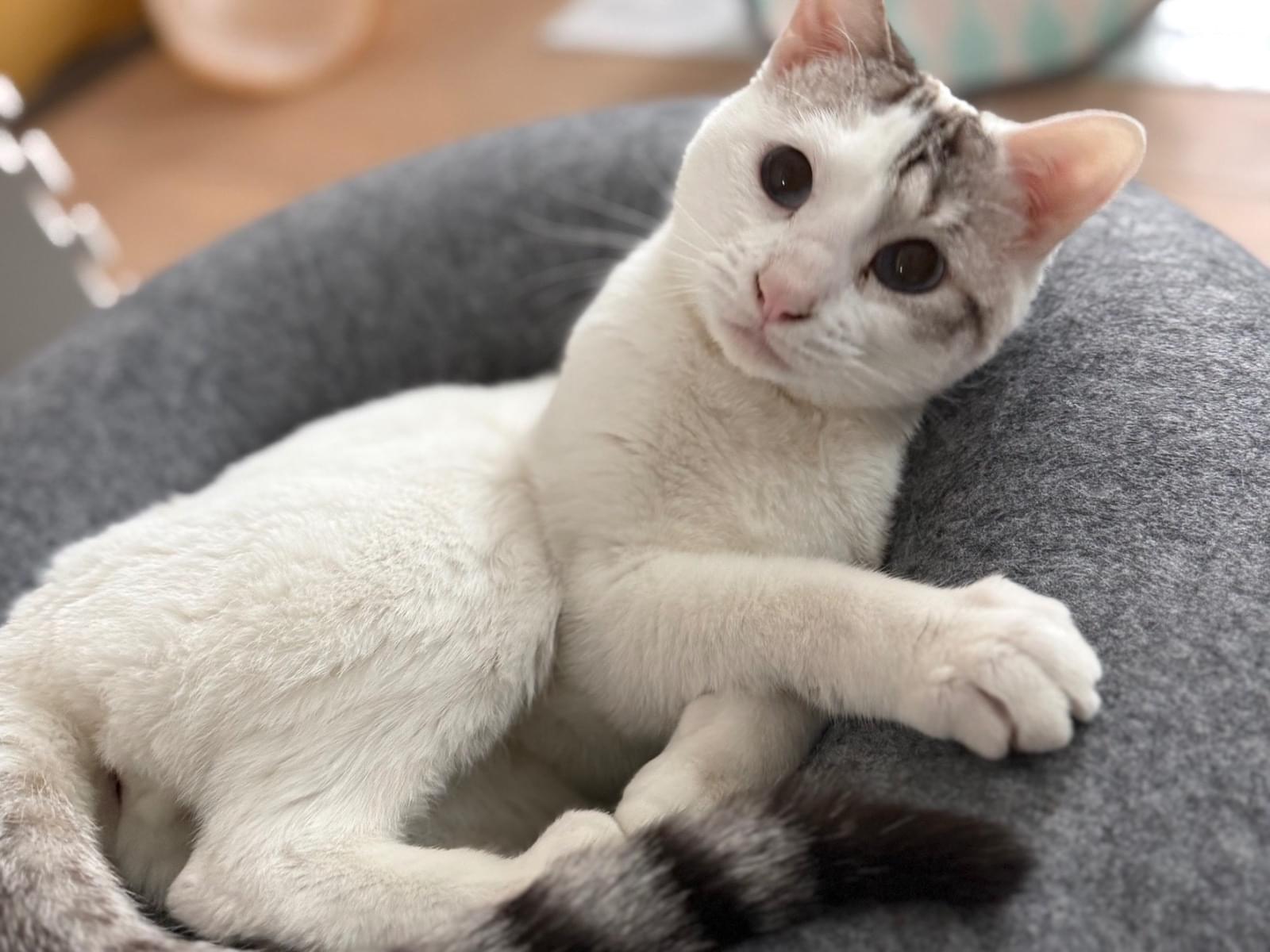 あおちゃん