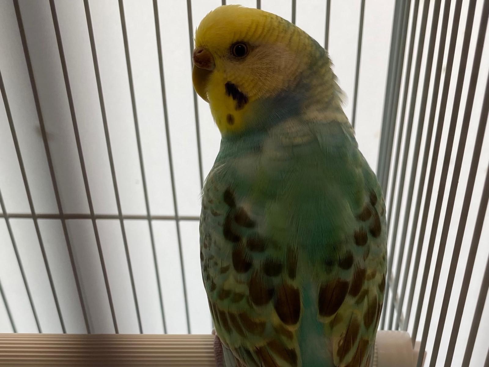 保護された鳥 保護された鳥