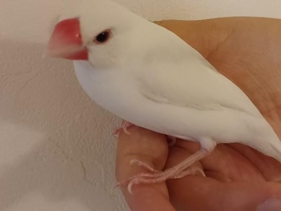 ももちゃん ももちゃん