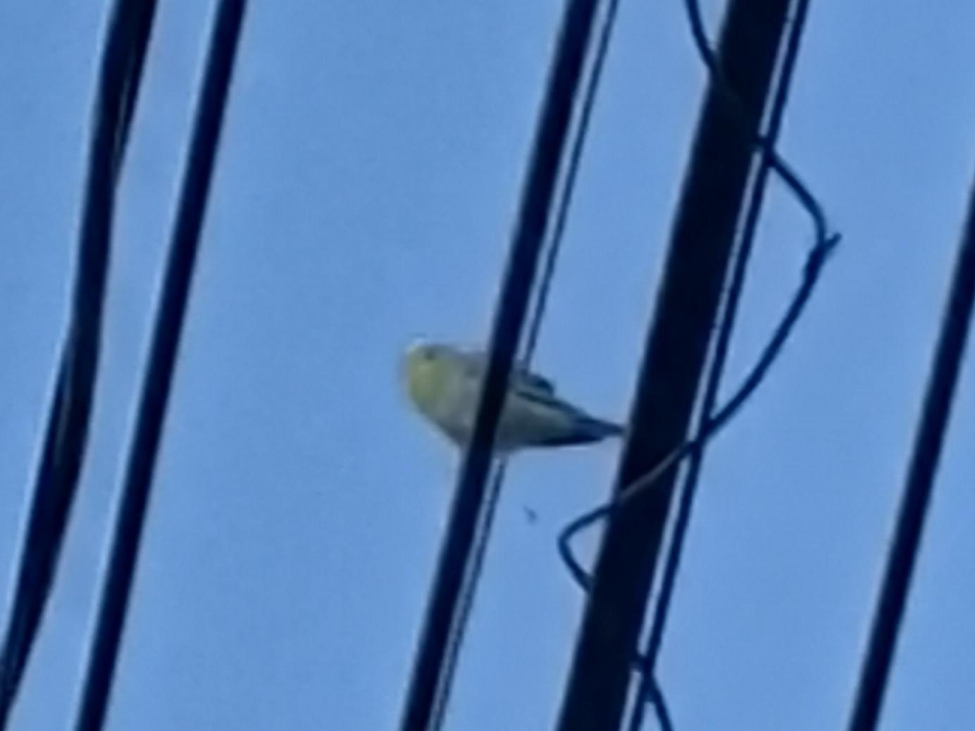 目撃された鳥 目撃された鳥