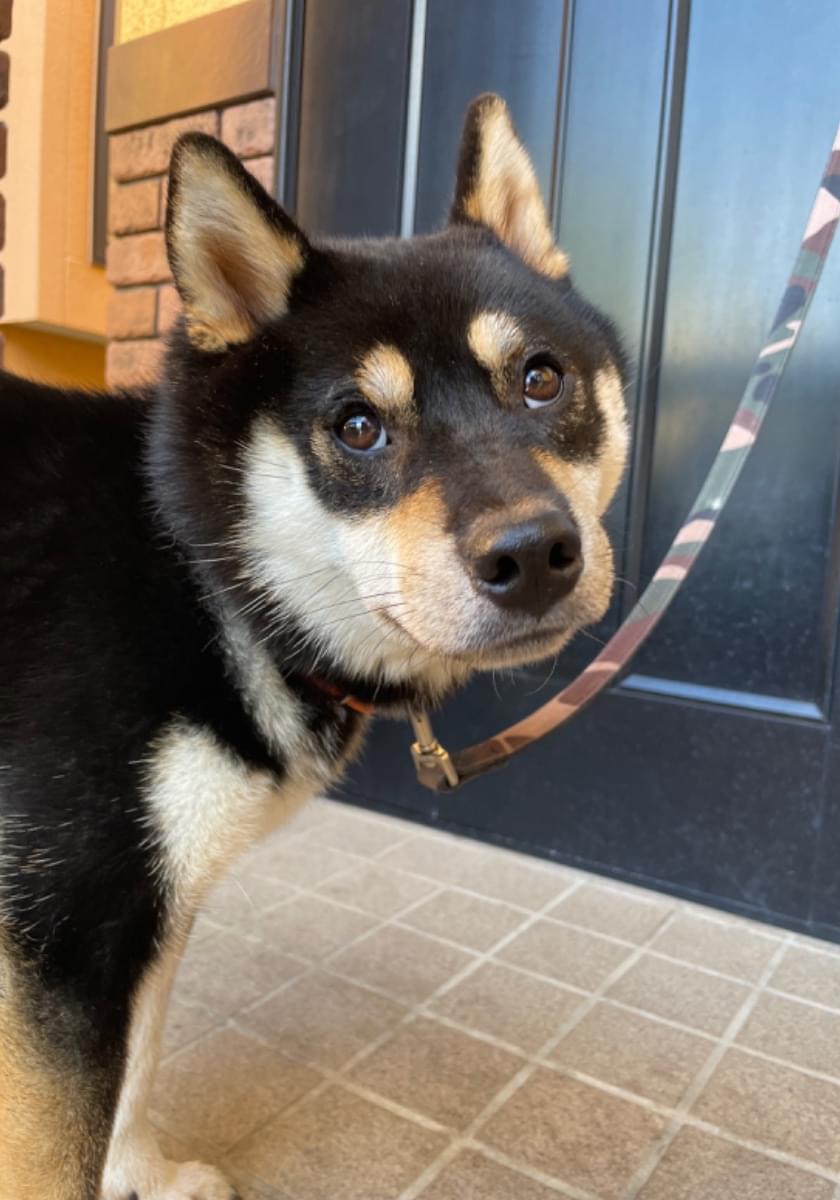 柴犬 黒 しっぽの先が白い