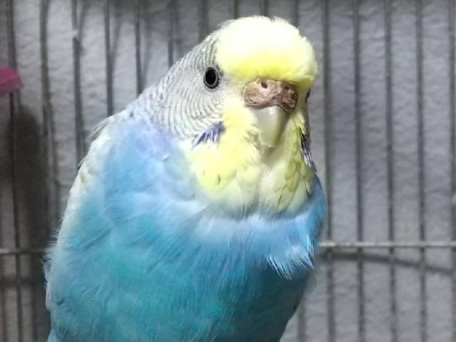 くっきぃちゃん くっきぃちゃん