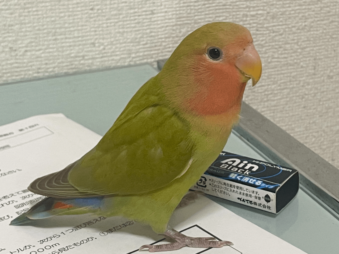 ゴンちゃん ゴンちゃん