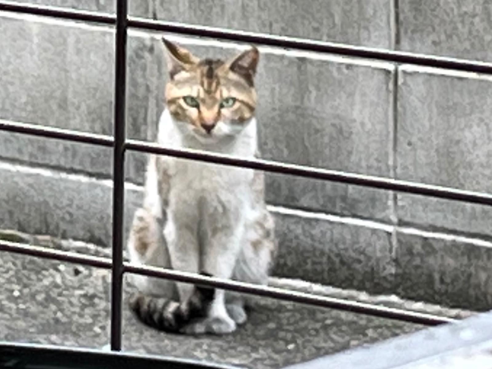 目撃された猫 目撃された猫