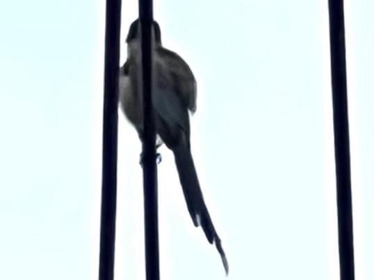 目撃された鳥 目撃された鳥