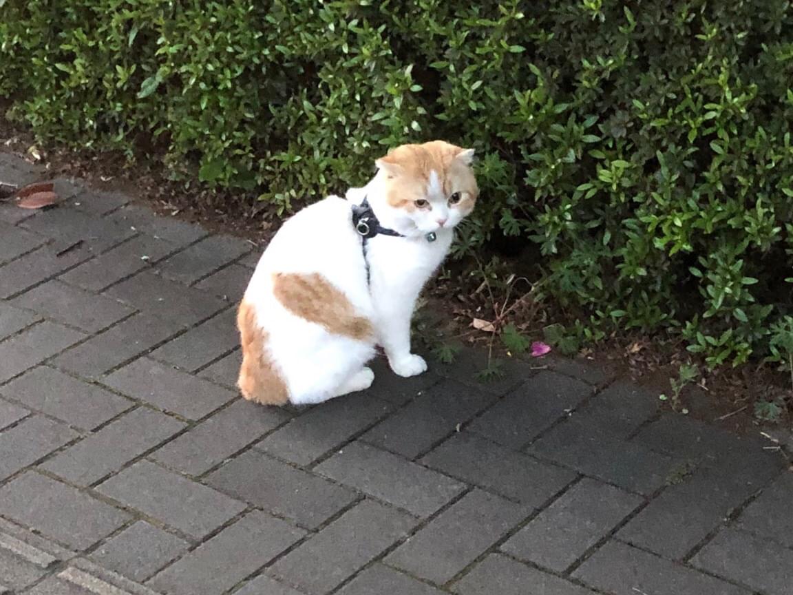 目撃された猫 目撃された猫