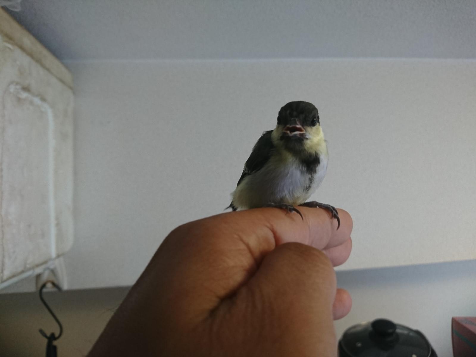 保護された鳥 保護された鳥