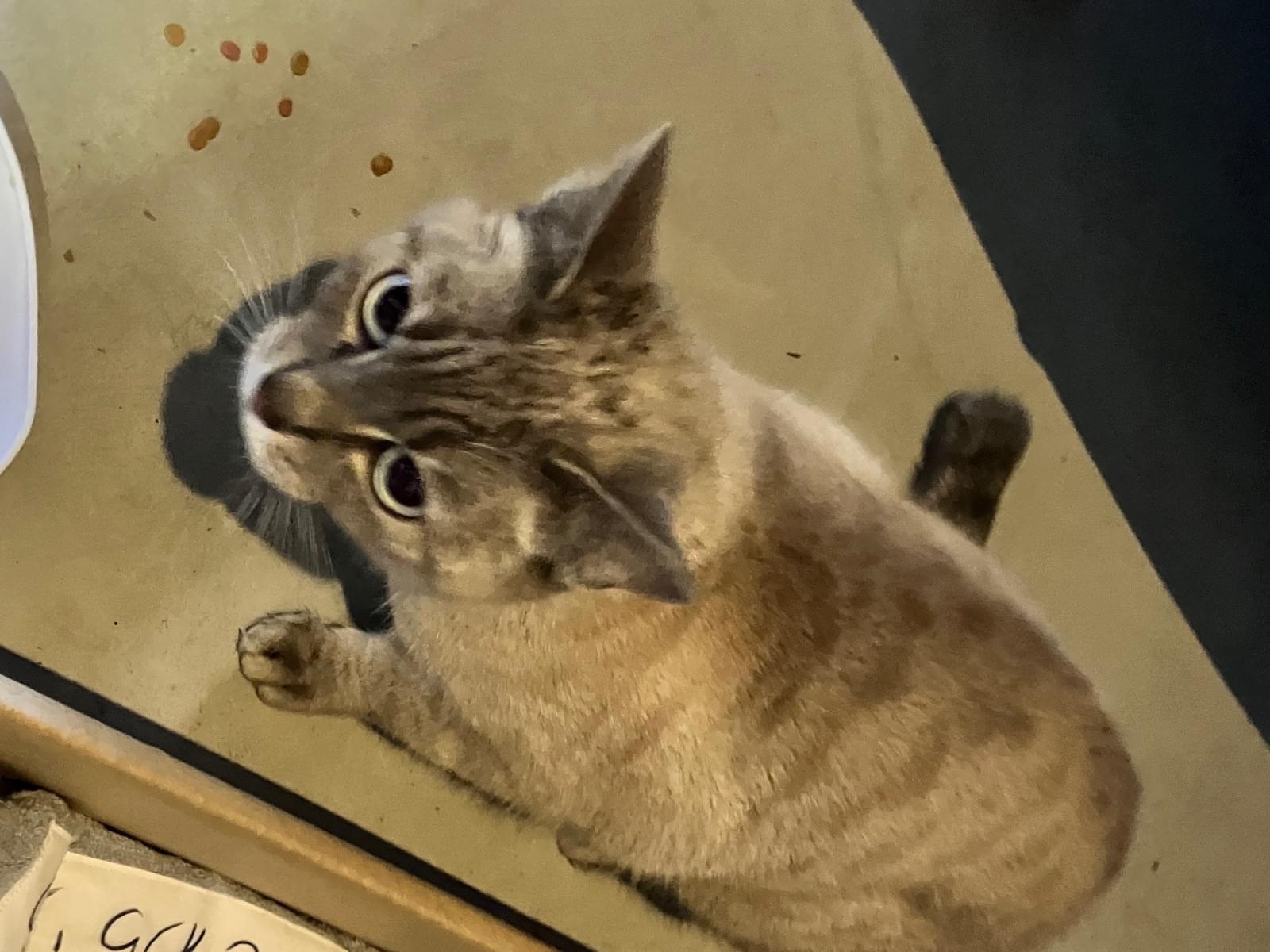 保護された猫 保護された猫