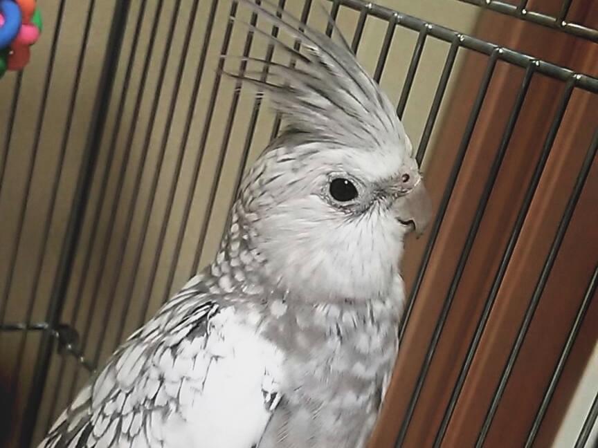 ぎんちゃん ぎんちゃん