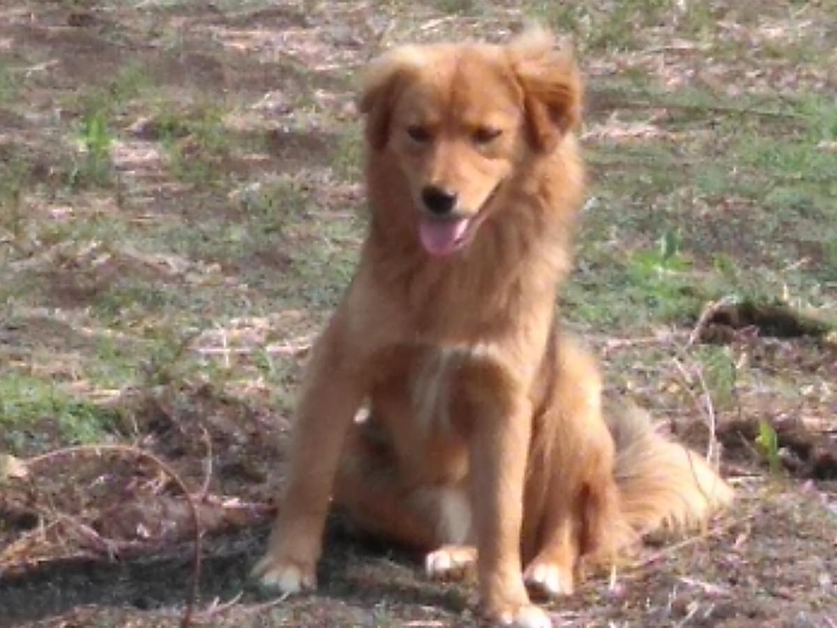 目撃された犬 目撃された犬