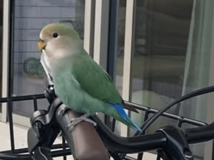 保護された鳥 保護された鳥