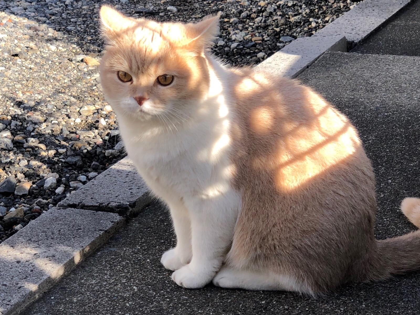 目撃された猫 目撃された猫