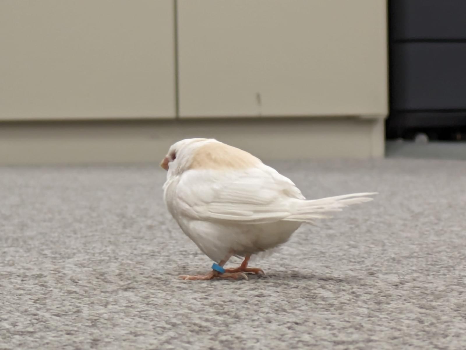 保護された鳥 保護された鳥