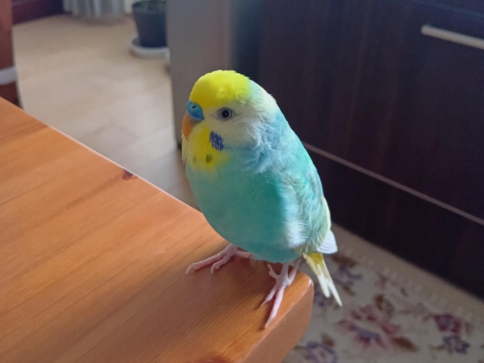 そらちゃん そらちゃん
