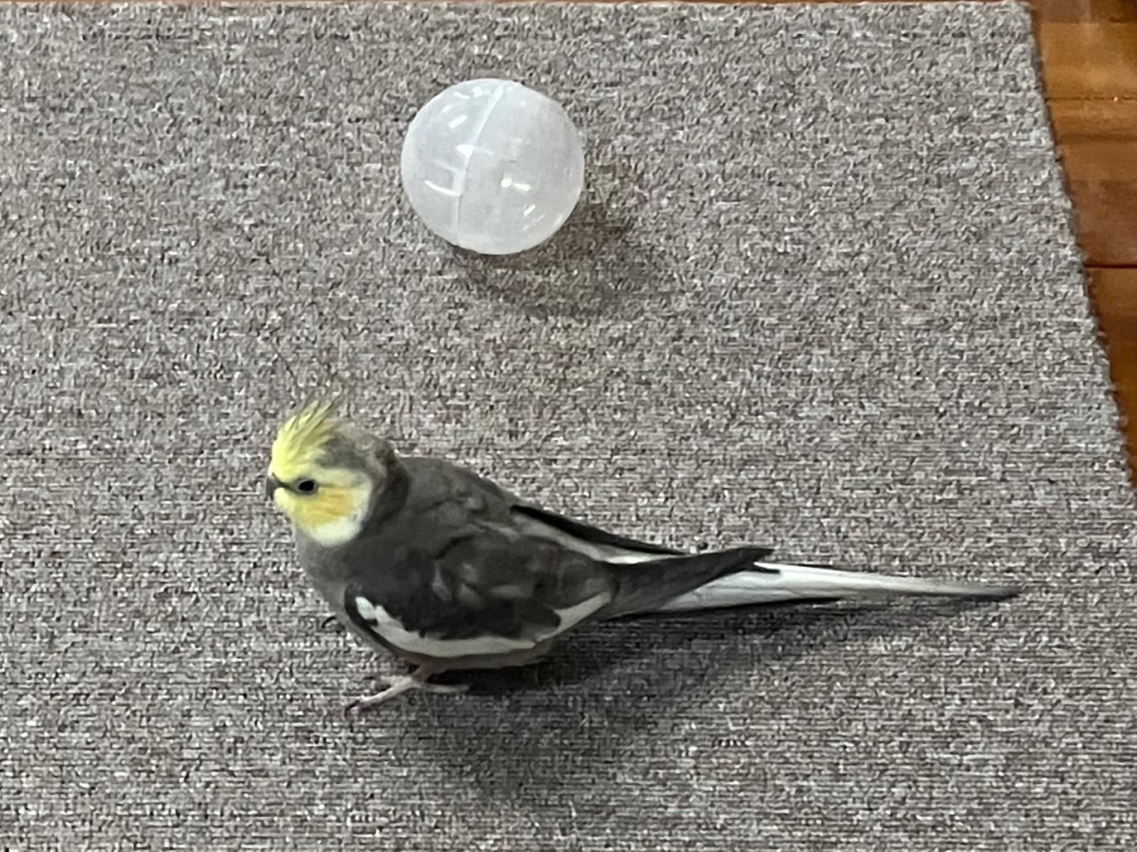 ポコちゃん ポコちゃん