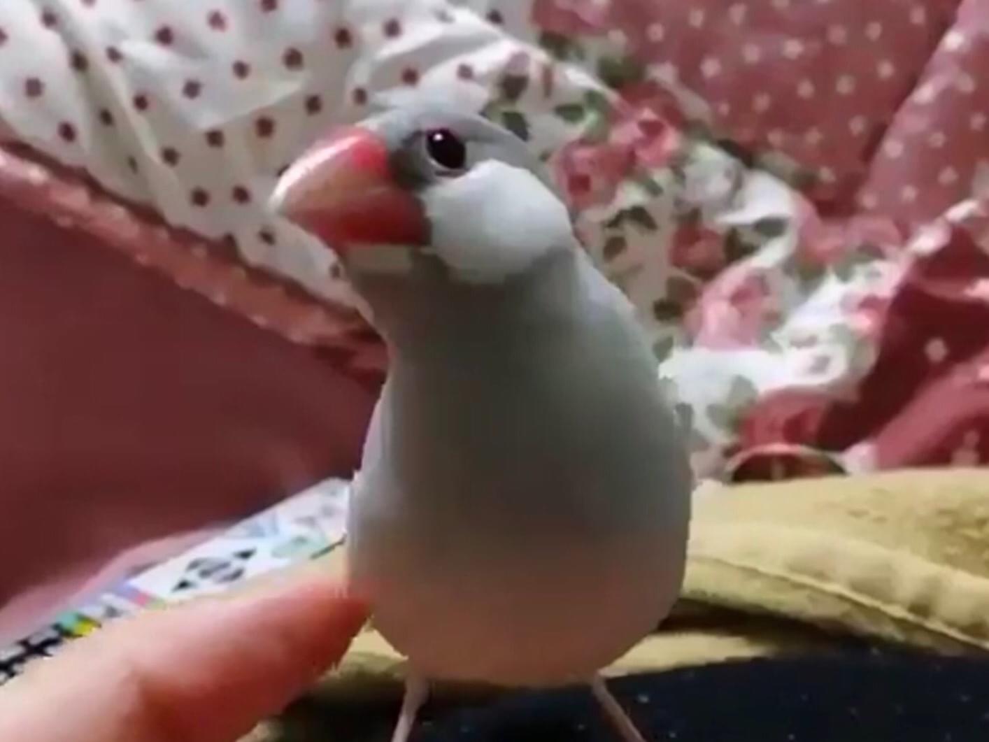 リンちゃん リンちゃん