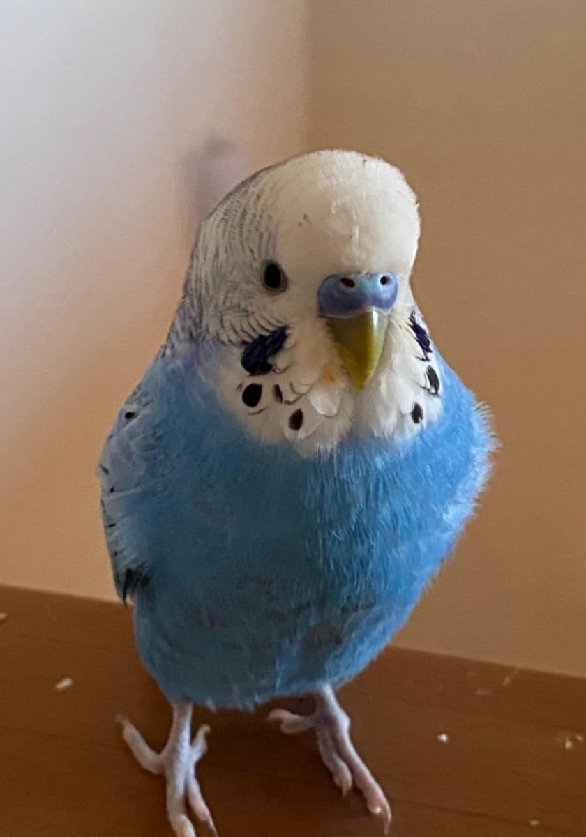 青くて小柄なセキセイインコを探しています
