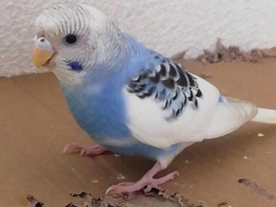 てるちゃん てるちゃん