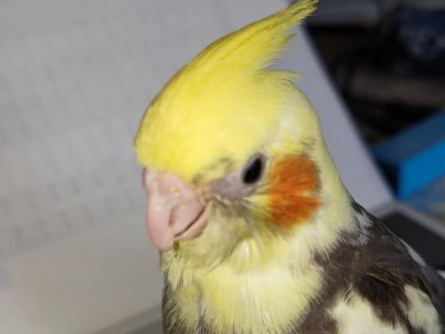 琥珀ちゃん 琥珀ちゃん