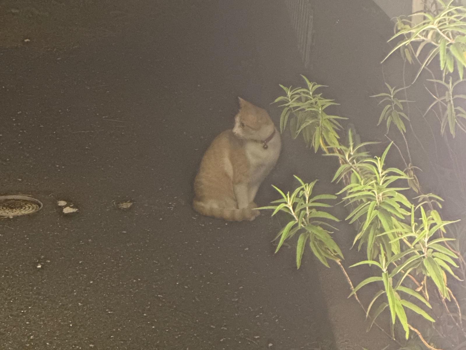 目撃された猫