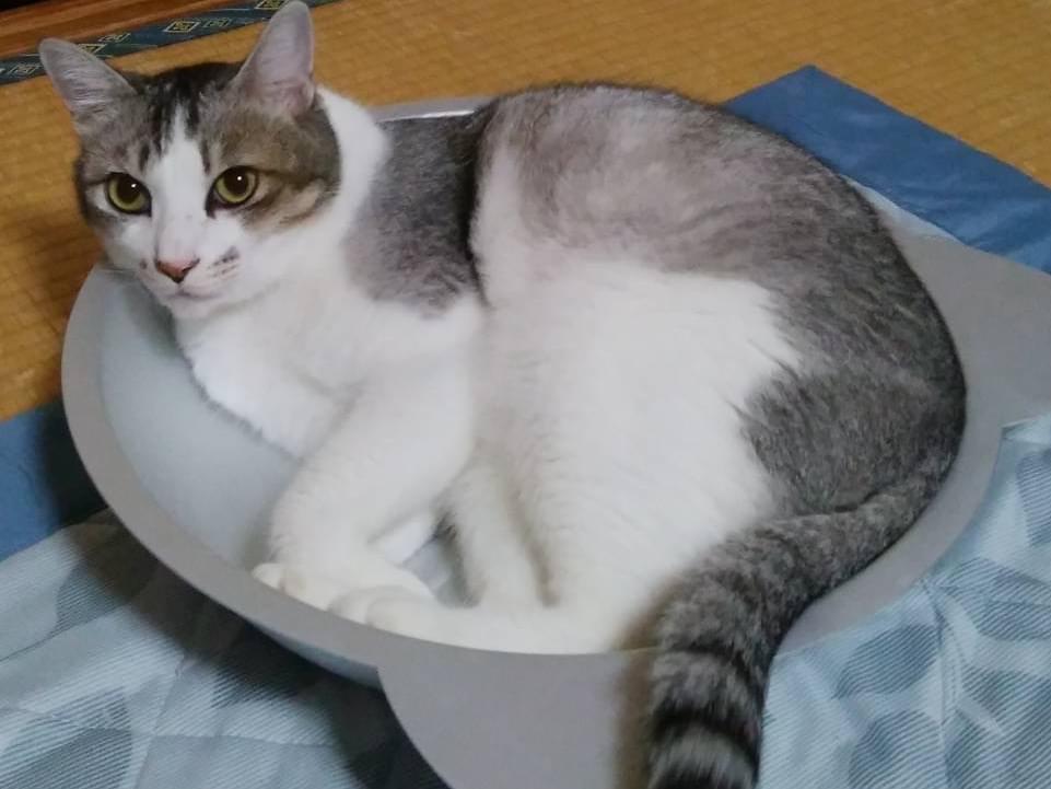 きちちゃん きちちゃん