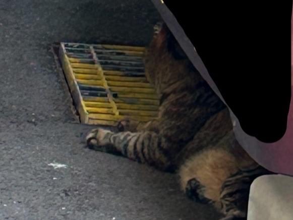 目撃された猫 目撃された猫