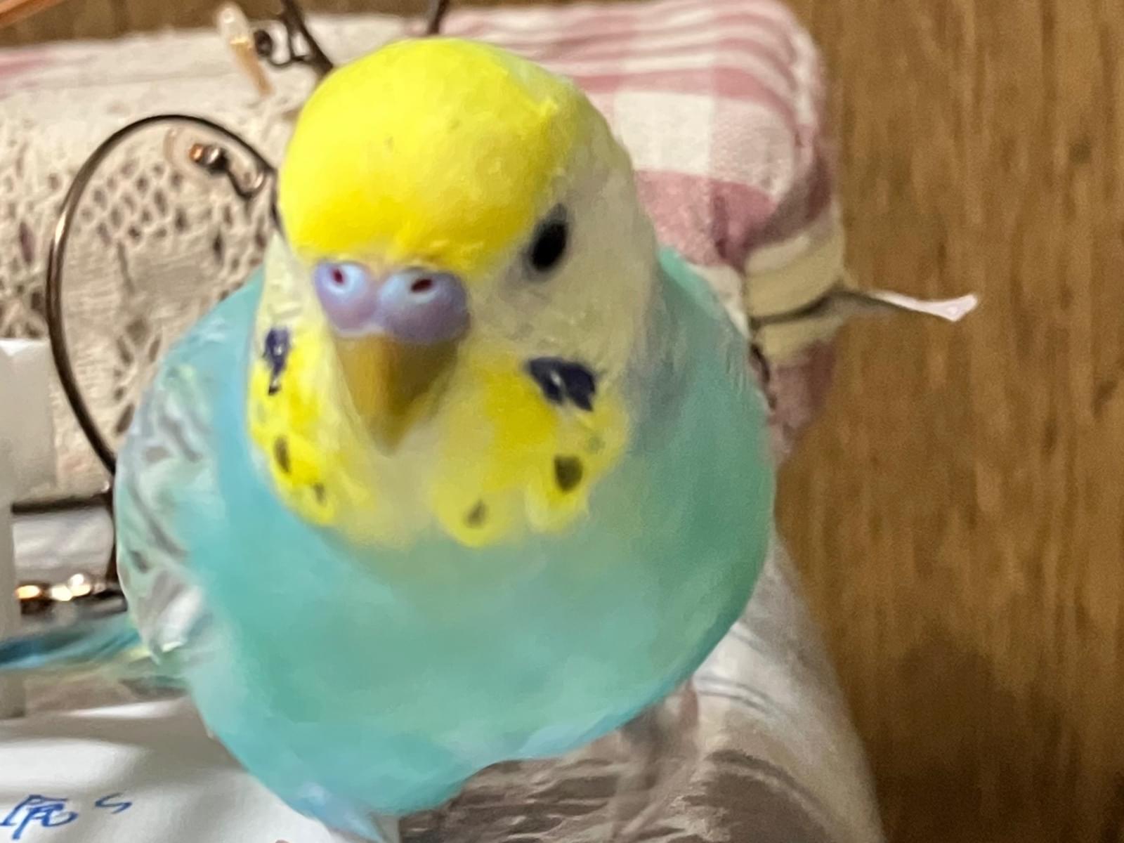 ココちゃん