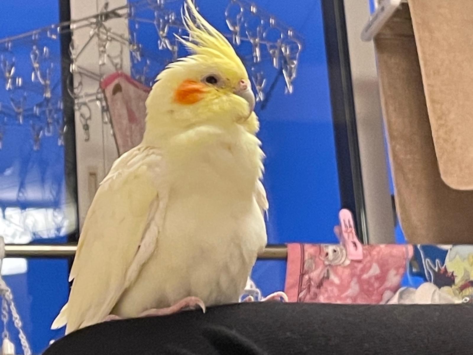オカメちゃん オカメちゃん