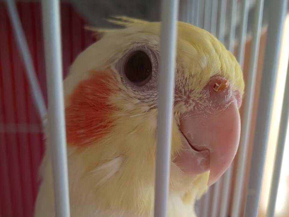 むぎちゃん むぎちゃん