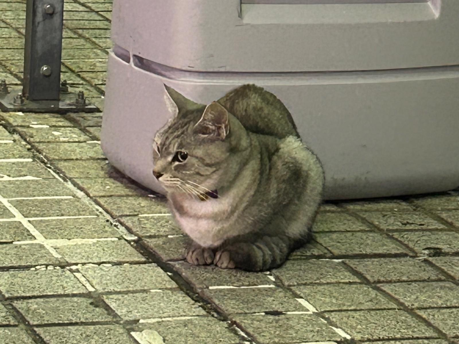 目撃された猫 目撃された猫