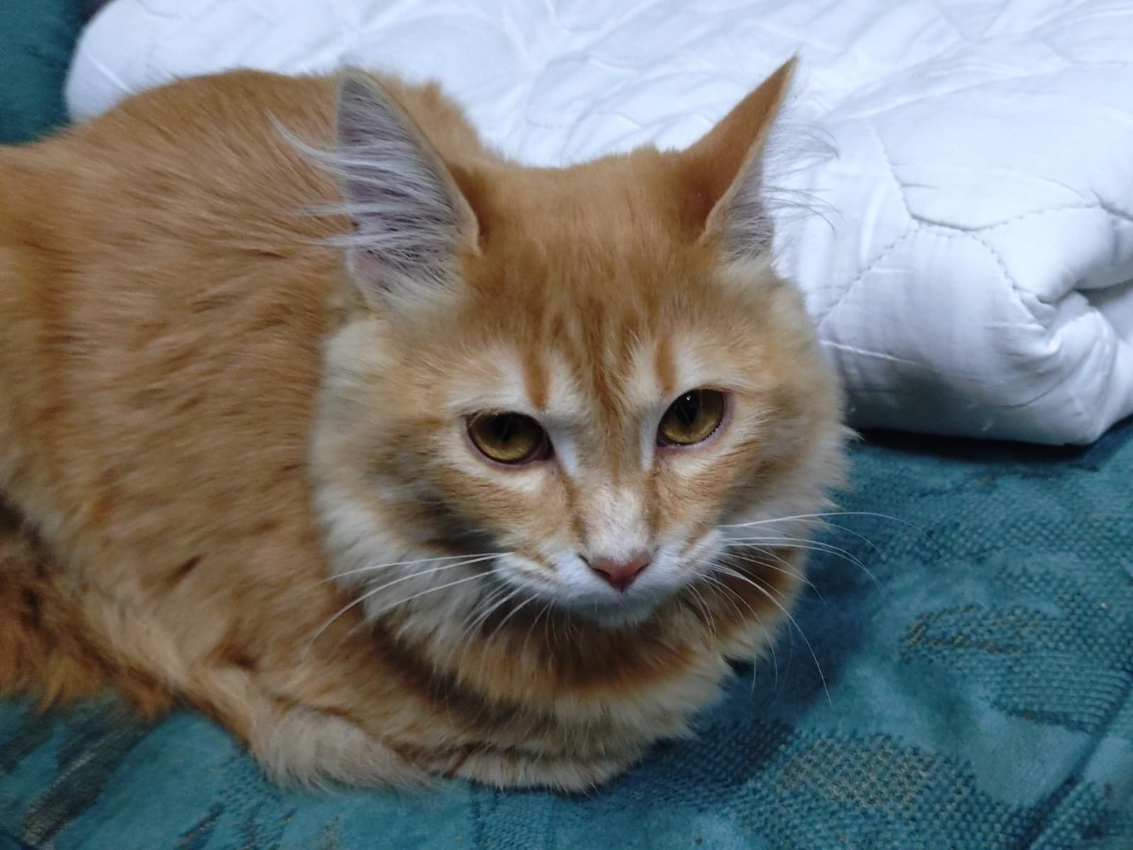 こにゃちゃん こにゃちゃん