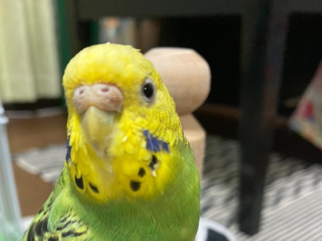 ももちゃん ももちゃん
