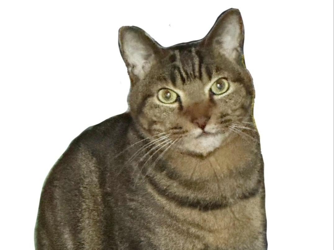 だいちゃん だいちゃん